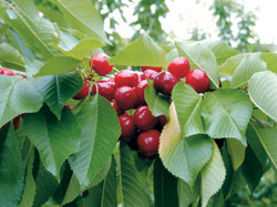 Cherries growing at member Wandin Valley Farms
