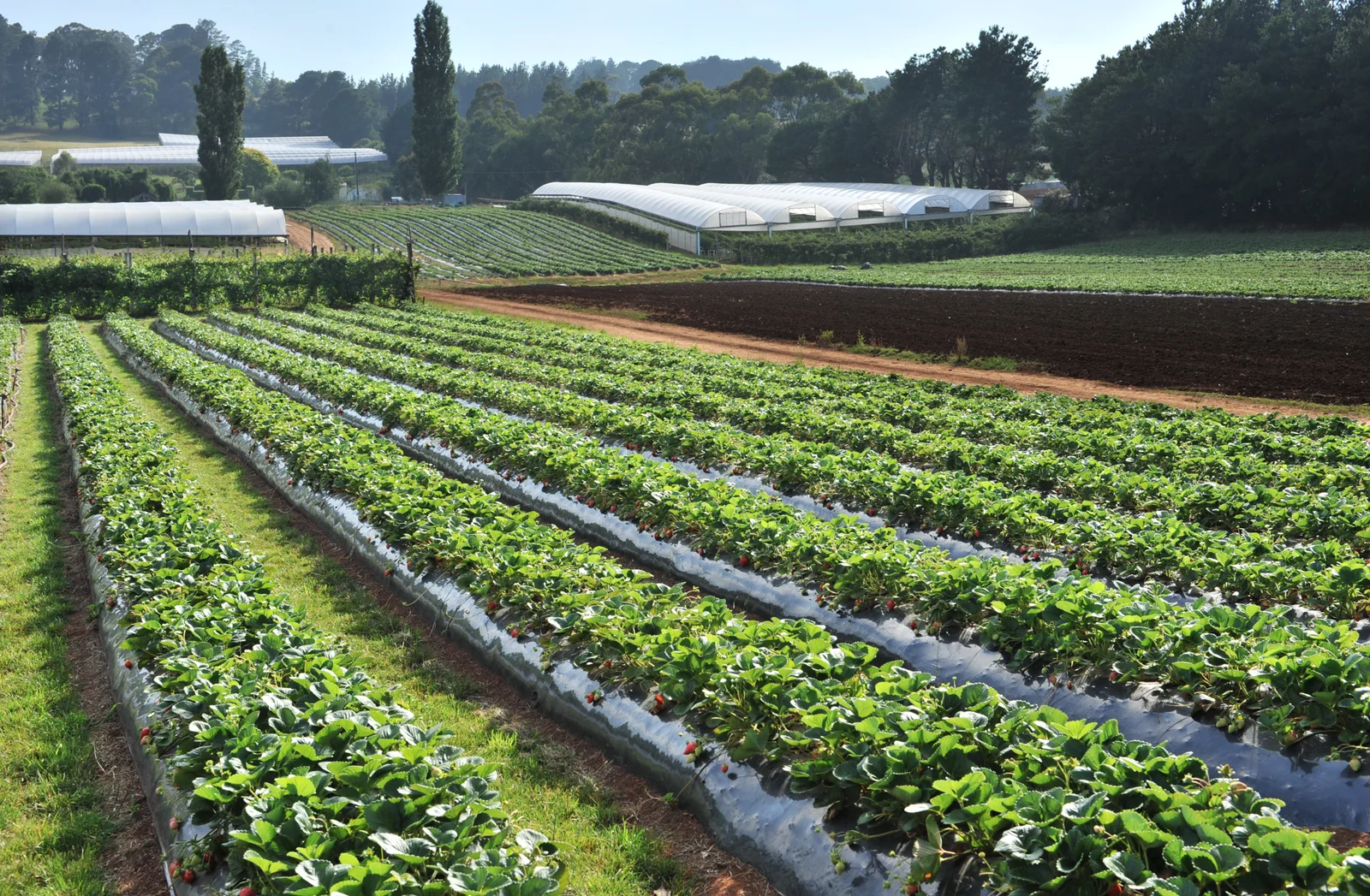 Rows of strawberry plants with farm tunnels and trees beyond